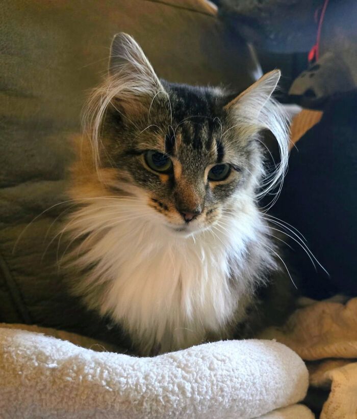 Por que as orelhas dos gatos conquistam tanta gente. 35 fotos que provam esse charme felino 27