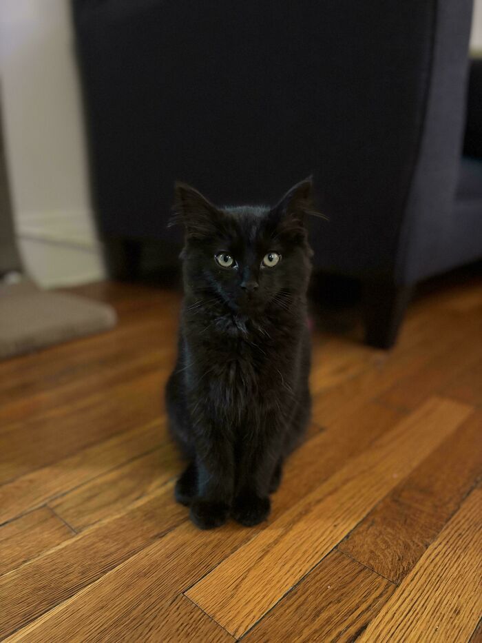 Por que as orelhas dos gatos conquistam tanta gente. 35 fotos que provam esse charme felino 33