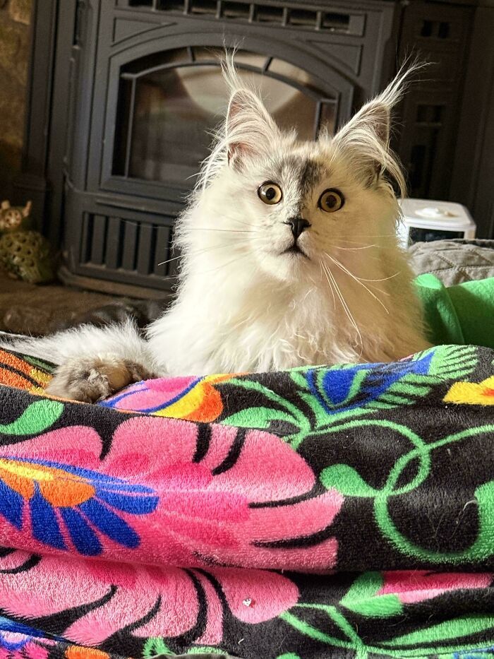 Por que as orelhas dos gatos conquistam tanta gente. 35 fotos que provam esse charme felino 34