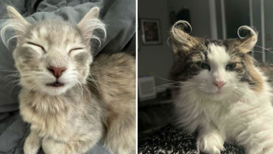 Por que as orelhas dos gatos conquistam tanta gente. 35 fotos que provam esse charme felino 35