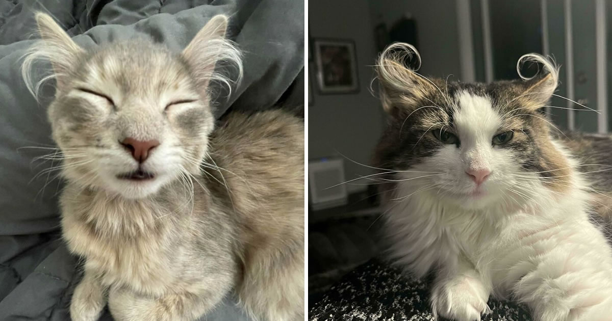 Por que as orelhas dos gatos conquistam tanta gente. 35 fotos que provam esse charme felino