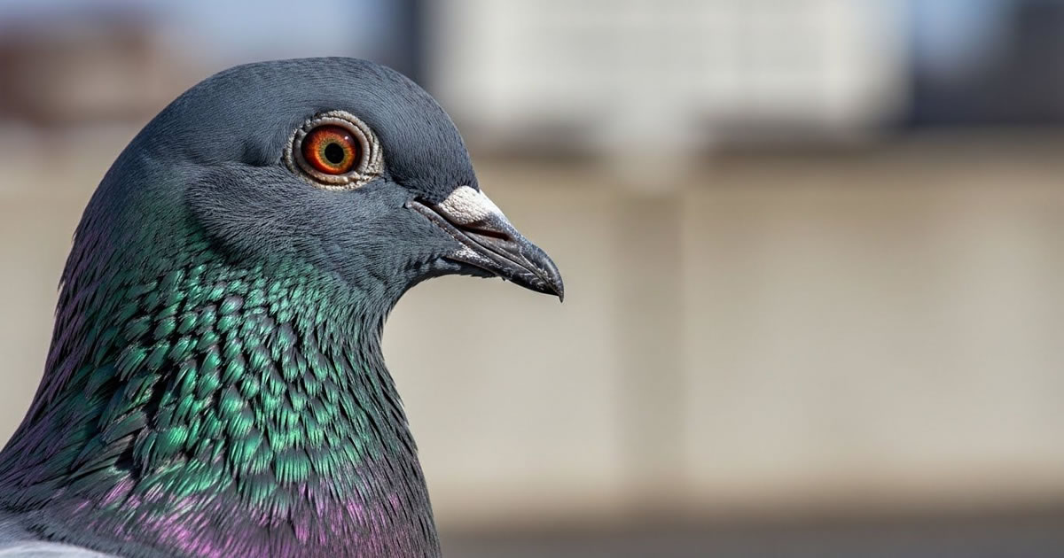 Pomba. Muito mais do que um rato com asas