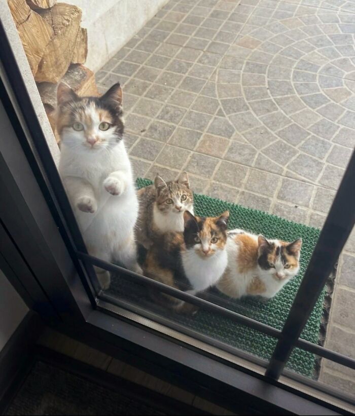 36 fotos espontâneas de gatos viram refúgio de humor e aliviam o estresse na internet 4 36 fotos espontâneas de gatos viram refúgio de humor e aliviam o estresse na internet 4