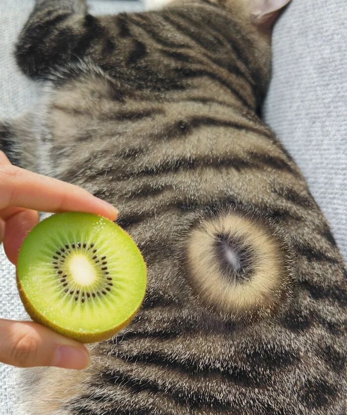 36 fotos espontâneas de gatos viram refúgio de humor e aliviam o estresse na internet 6 36 fotos espontâneas de gatos viram refúgio de humor e aliviam o estresse na internet 6