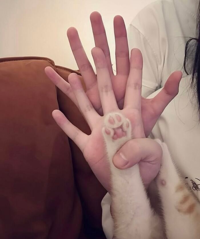 36 fotos espontâneas de gatos viram refúgio de humor e aliviam o estresse na internet 7 36 fotos espontâneas de gatos viram refúgio de humor e aliviam o estresse na internet 7