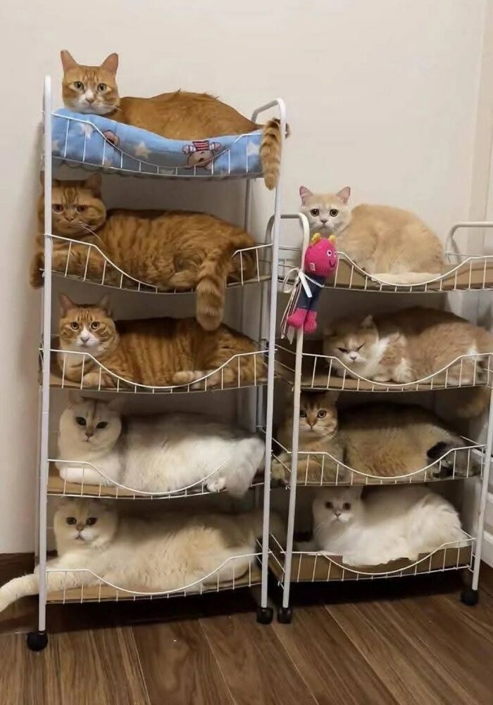 36 fotos espontâneas de gatos viram refúgio de humor e aliviam o estresse na internet 8 36 fotos espontâneas de gatos viram refúgio de humor e aliviam o estresse na internet 8