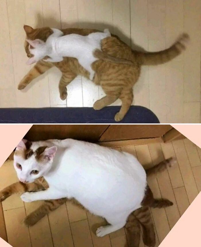 36 fotos espontâneas de gatos viram refúgio de humor e aliviam o estresse na internet 9 36 fotos espontâneas de gatos viram refúgio de humor e aliviam o estresse na internet 9