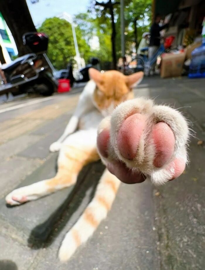 36 fotos espontâneas de gatos viram refúgio de humor e aliviam o estresse na internet 10 36 fotos espontâneas de gatos viram refúgio de humor e aliviam o estresse na internet 10