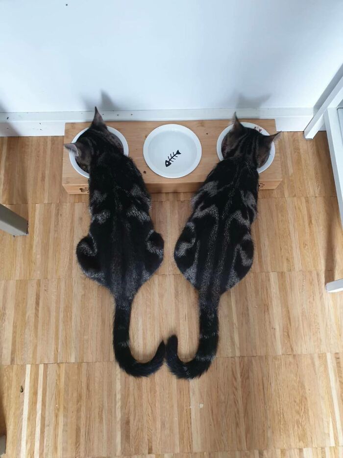 36 fotos espontâneas de gatos viram refúgio de humor e aliviam o estresse na internet 11 36 fotos espontâneas de gatos viram refúgio de humor e aliviam o estresse na internet 11