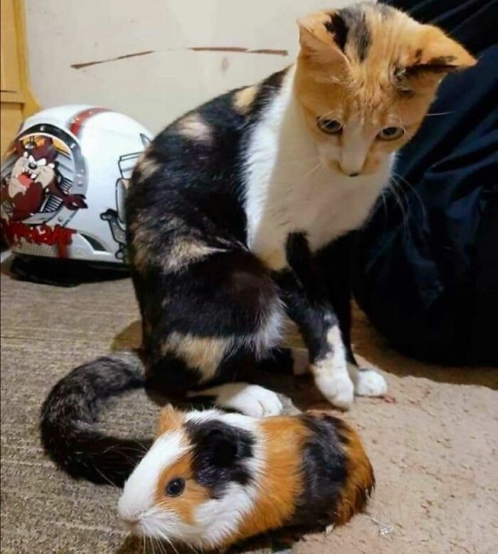 36 fotos espontâneas de gatos viram refúgio de humor e aliviam o estresse na internet 12 36 fotos espontâneas de gatos viram refúgio de humor e aliviam o estresse na internet 12