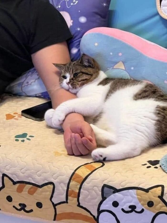 36 fotos espontâneas de gatos viram refúgio de humor e aliviam o estresse na internet 13 36 fotos espontâneas de gatos viram refúgio de humor e aliviam o estresse na internet 13