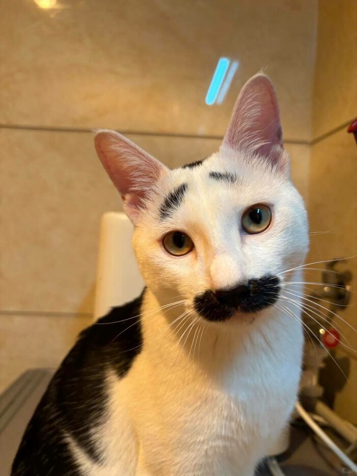 36 fotos espontâneas de gatos viram refúgio de humor e aliviam o estresse na internet 14 36 fotos espontâneas de gatos viram refúgio de humor e aliviam o estresse na internet 14