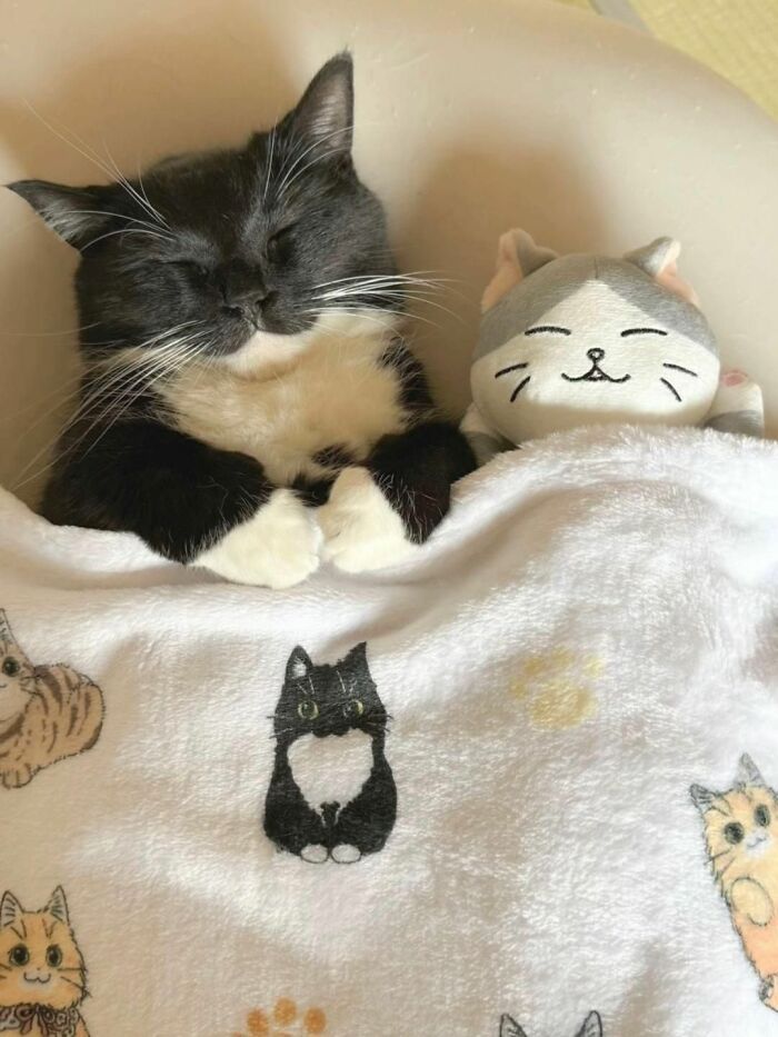 36 fotos espontâneas de gatos viram refúgio de humor e aliviam o estresse na internet 15 36 fotos espontâneas de gatos viram refúgio de humor e aliviam o estresse na internet 15