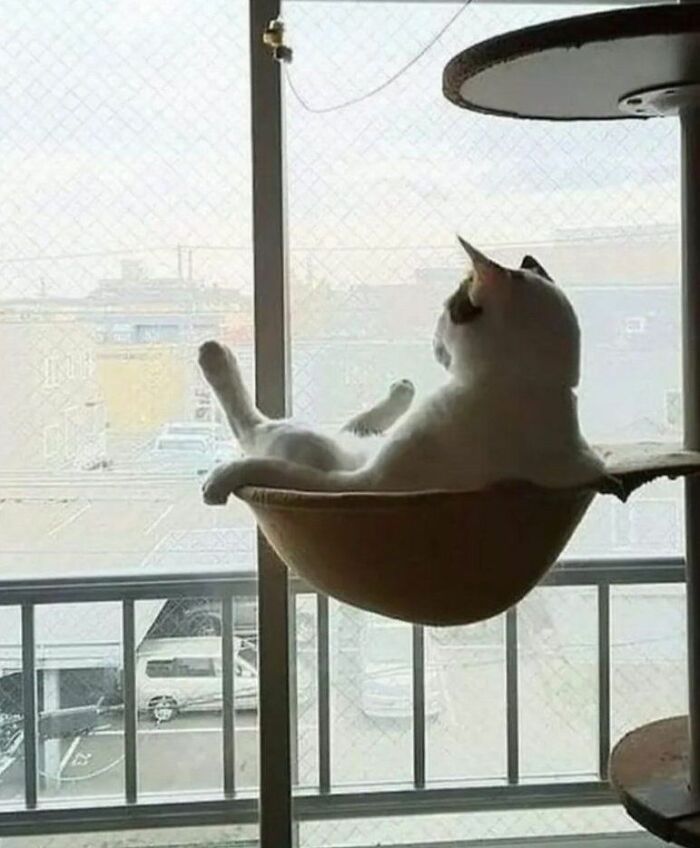 36 fotos espontâneas de gatos viram refúgio de humor e aliviam o estresse na internet 17 36 fotos espontâneas de gatos viram refúgio de humor e aliviam o estresse na internet 17