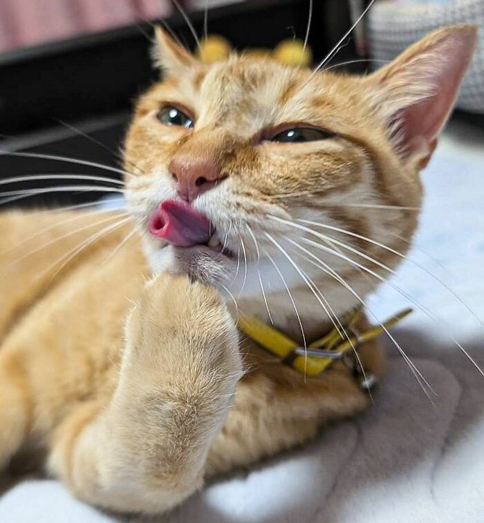 36 fotos espontâneas de gatos viram refúgio de humor e aliviam o estresse na internet 18 36 fotos espontâneas de gatos viram refúgio de humor e aliviam o estresse na internet 18