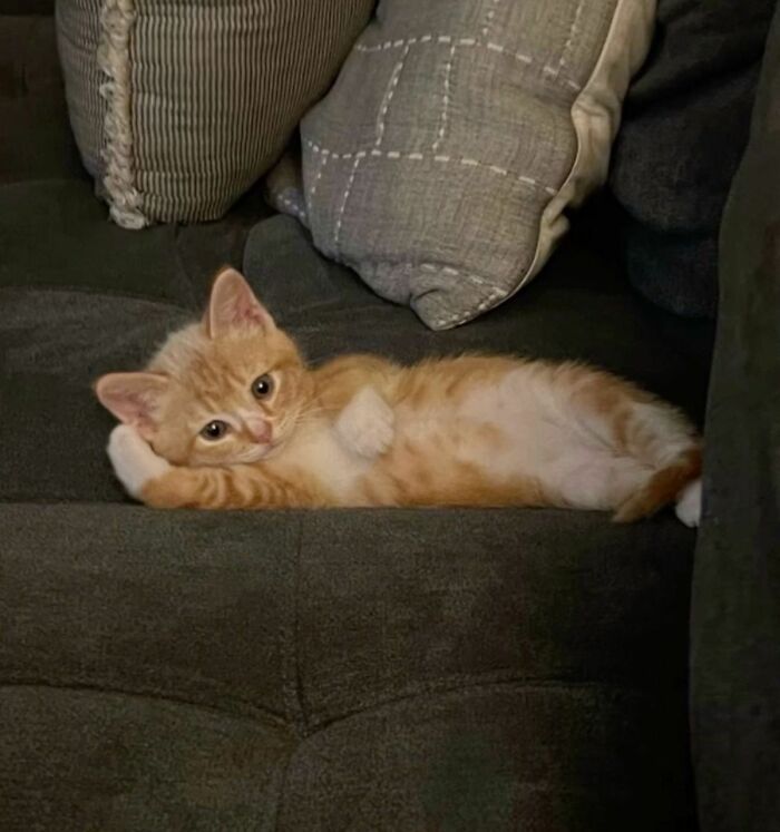 36 fotos espontâneas de gatos viram refúgio de humor e aliviam o estresse na internet 20 36 fotos espontâneas de gatos viram refúgio de humor e aliviam o estresse na internet 20