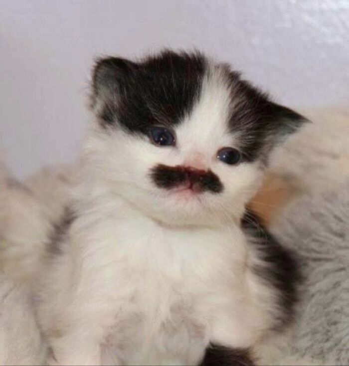 36 fotos espontâneas de gatos viram refúgio de humor e aliviam o estresse na internet 21 36 fotos espontâneas de gatos viram refúgio de humor e aliviam o estresse na internet 21