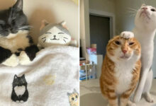36 fotos espontâneas de gatos viram refúgio de humor e aliviam o estresse na internet 4