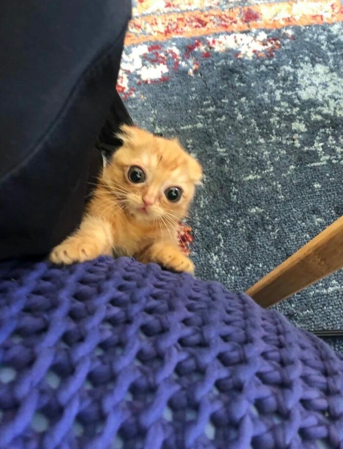 36 fotos espontâneas de gatos viram refúgio de humor e aliviam o estresse na internet 22 36 fotos espontâneas de gatos viram refúgio de humor e aliviam o estresse na internet 22