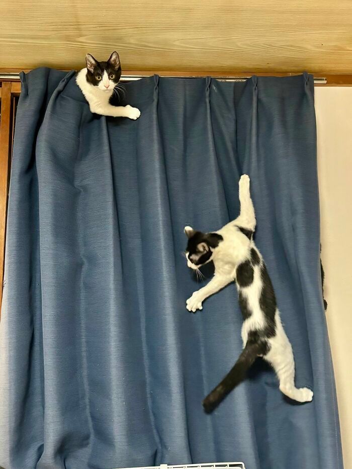 36 fotos espontâneas de gatos viram refúgio de humor e aliviam o estresse na internet 23 36 fotos espontâneas de gatos viram refúgio de humor e aliviam o estresse na internet 23