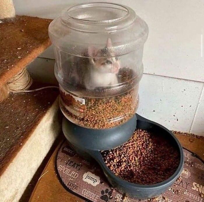 36 fotos espontâneas de gatos viram refúgio de humor e aliviam o estresse na internet 24 36 fotos espontâneas de gatos viram refúgio de humor e aliviam o estresse na internet 24