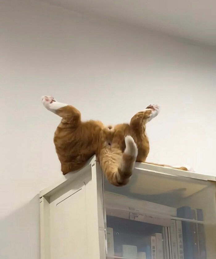 36 fotos espontâneas de gatos viram refúgio de humor e aliviam o estresse na internet 25 36 fotos espontâneas de gatos viram refúgio de humor e aliviam o estresse na internet 25