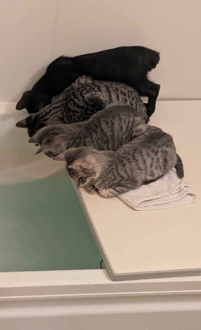 36 fotos espontâneas de gatos viram refúgio de humor e aliviam o estresse na internet 26 36 fotos espontâneas de gatos viram refúgio de humor e aliviam o estresse na internet 26