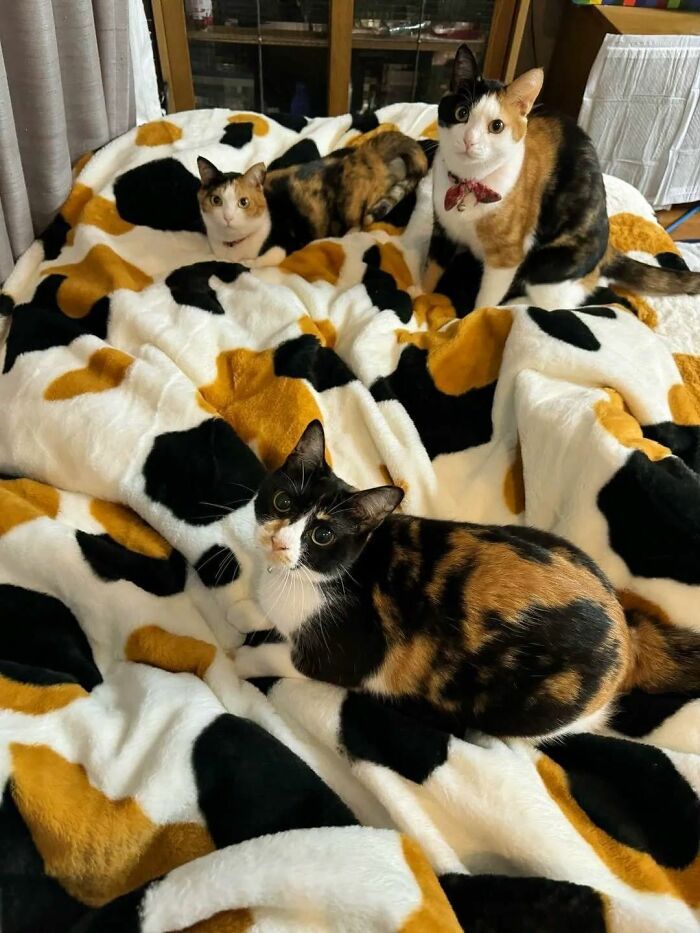 36 fotos espontâneas de gatos viram refúgio de humor e aliviam o estresse na internet 29 36 fotos espontâneas de gatos viram refúgio de humor e aliviam o estresse na internet 29
