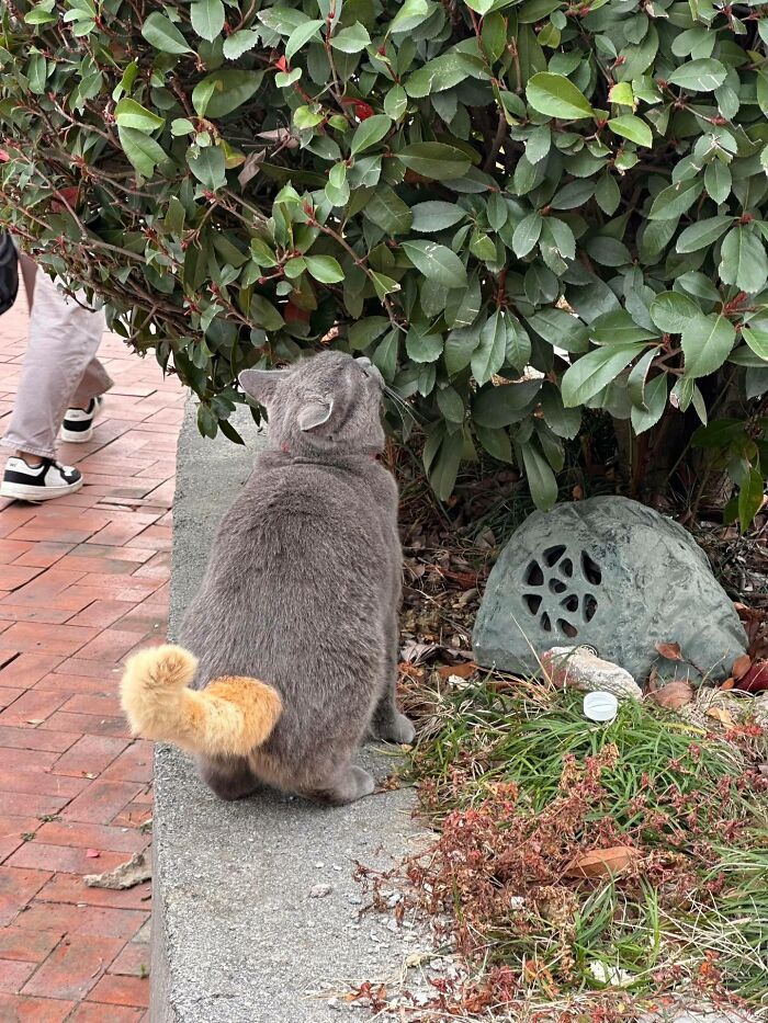 36 fotos espontâneas de gatos viram refúgio de humor e aliviam o estresse na internet 30 36 fotos espontâneas de gatos viram refúgio de humor e aliviam o estresse na internet 30