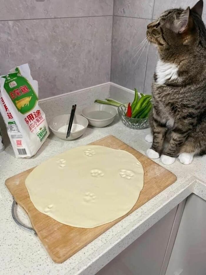36 fotos espontâneas de gatos viram refúgio de humor e aliviam o estresse na internet 33 36 fotos espontâneas de gatos viram refúgio de humor e aliviam o estresse na internet 33