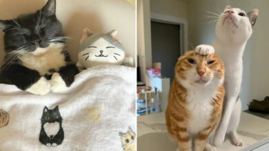 36 fotos espontâneas de gatos viram refúgio de humor e aliviam o estresse na internet 26