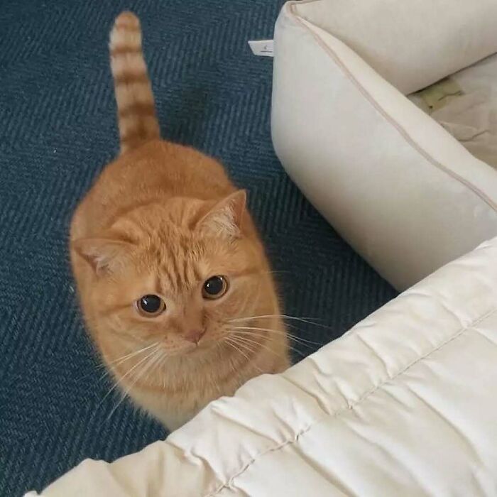 37 fotos que fazem amar gatos e cachorros ao mesmo tempo 1 37 fotos que fazem amar gatos e cachorros ao mesmo tempo 1