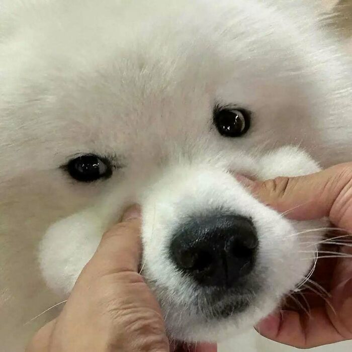 37 fotos que fazem amar gatos e cachorros ao mesmo tempo 2 37 fotos que fazem amar gatos e cachorros ao mesmo tempo 2