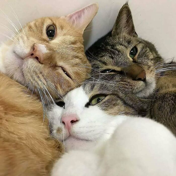 37 fotos que fazem amar gatos e cachorros ao mesmo tempo 4 37 fotos que fazem amar gatos e cachorros ao mesmo tempo 4