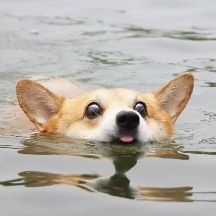 37 fotos que fazem amar gatos e cachorros ao mesmo tempo 5 37 fotos que fazem amar gatos e cachorros ao mesmo tempo 5