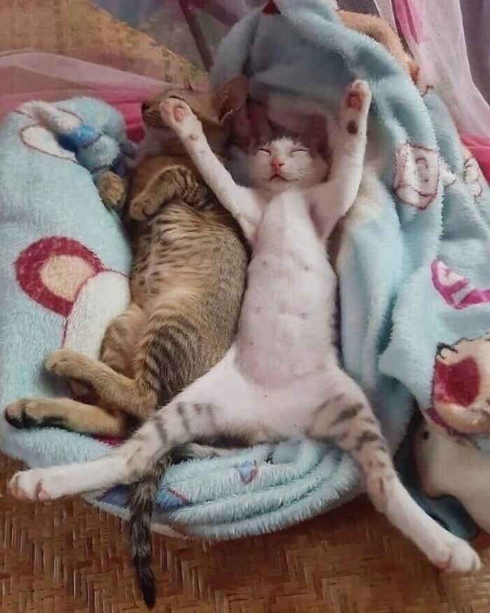 37 fotos que fazem amar gatos e cachorros ao mesmo tempo 6 37 fotos que fazem amar gatos e cachorros ao mesmo tempo 6