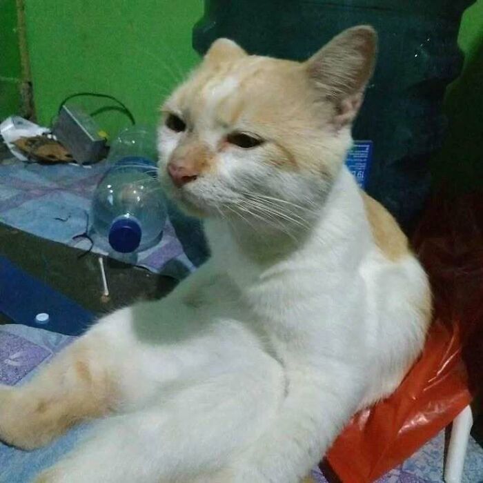 37 fotos que fazem amar gatos e cachorros ao mesmo tempo 7 37 fotos que fazem amar gatos e cachorros ao mesmo tempo 7