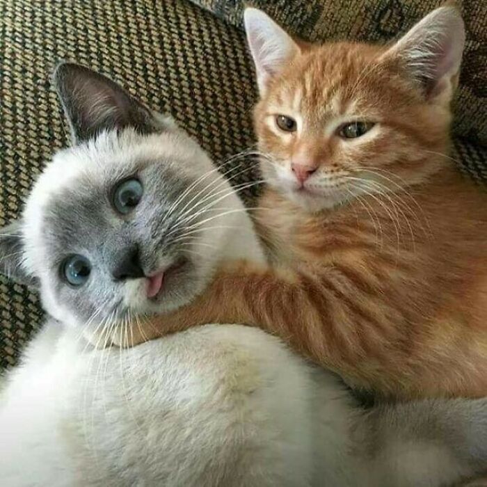 37 fotos que fazem amar gatos e cachorros ao mesmo tempo 8 37 fotos que fazem amar gatos e cachorros ao mesmo tempo 8