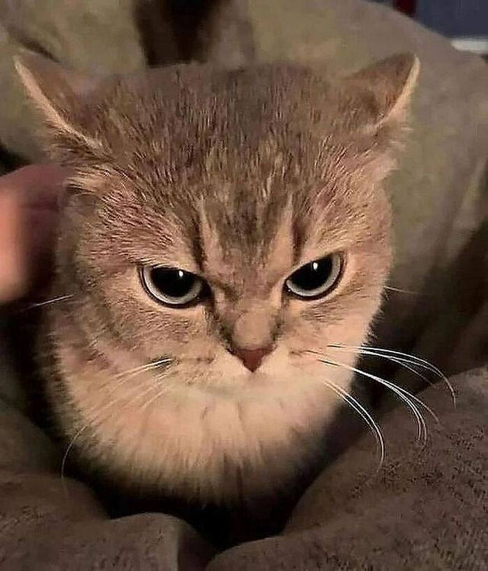 37 fotos que fazem amar gatos e cachorros ao mesmo tempo 9 37 fotos que fazem amar gatos e cachorros ao mesmo tempo 9