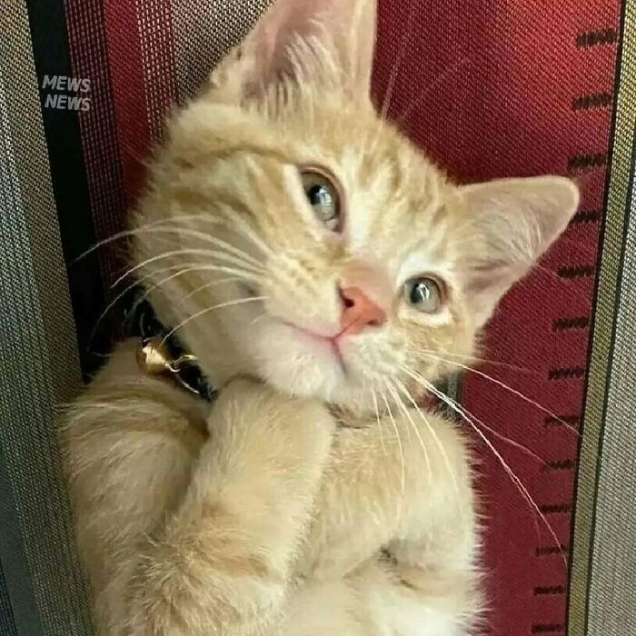 37 fotos que fazem amar gatos e cachorros ao mesmo tempo 10 37 fotos que fazem amar gatos e cachorros ao mesmo tempo 10