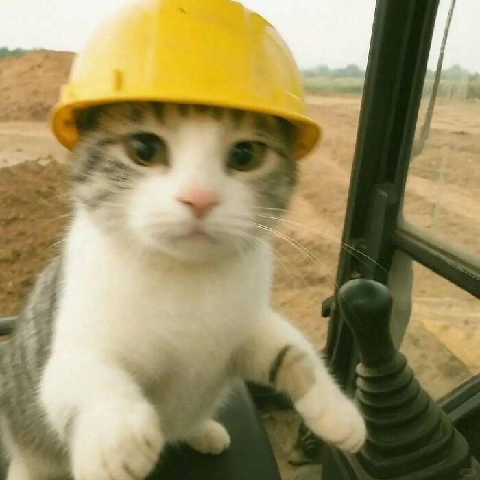 37 fotos que fazem amar gatos e cachorros ao mesmo tempo 13 37 fotos que fazem amar gatos e cachorros ao mesmo tempo 13