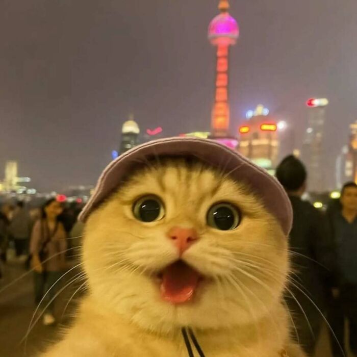 37 fotos que fazem amar gatos e cachorros ao mesmo tempo 14 37 fotos que fazem amar gatos e cachorros ao mesmo tempo 14