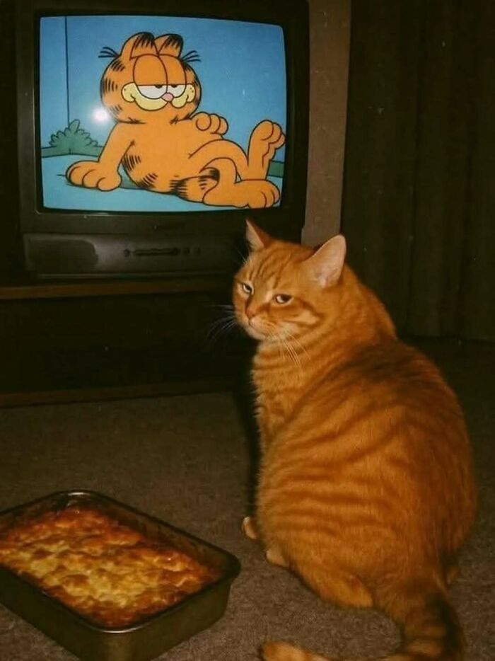37 fotos que fazem amar gatos e cachorros ao mesmo tempo 15 37 fotos que fazem amar gatos e cachorros ao mesmo tempo 15