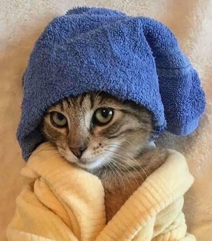 37 fotos que fazem amar gatos e cachorros ao mesmo tempo 16 37 fotos que fazem amar gatos e cachorros ao mesmo tempo 16