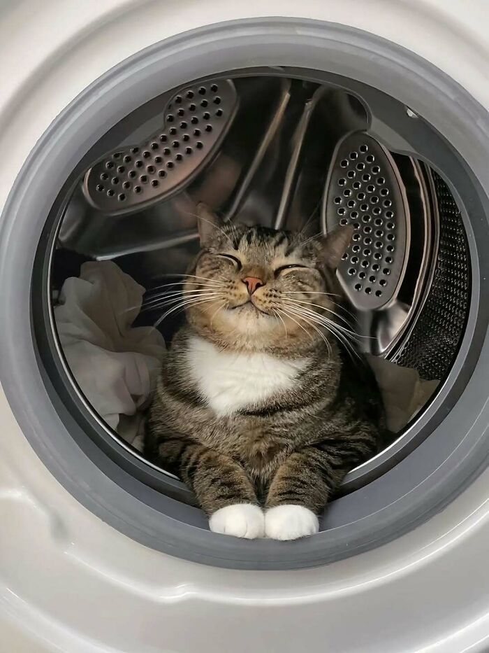37 fotos que fazem amar gatos e cachorros ao mesmo tempo 17 37 fotos que fazem amar gatos e cachorros ao mesmo tempo 17