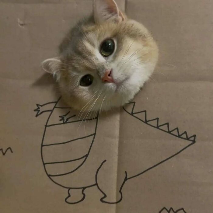 37 fotos que fazem amar gatos e cachorros ao mesmo tempo 18 37 fotos que fazem amar gatos e cachorros ao mesmo tempo 18