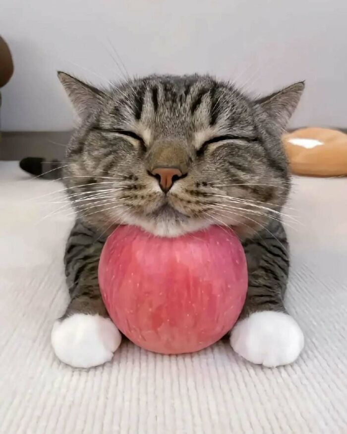 37 fotos que fazem amar gatos e cachorros ao mesmo tempo 19 37 fotos que fazem amar gatos e cachorros ao mesmo tempo 19