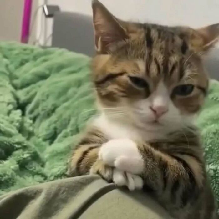 37 fotos que fazem amar gatos e cachorros ao mesmo tempo 21 37 fotos que fazem amar gatos e cachorros ao mesmo tempo 21