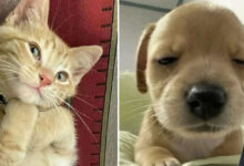 37 fotos que fazem amar gatos e cachorros ao mesmo tempo 20