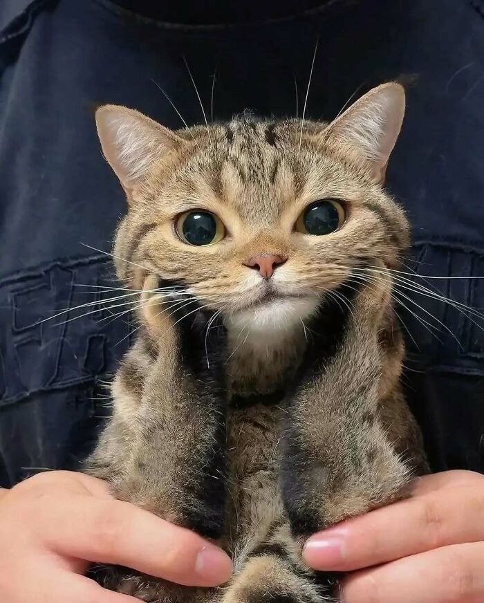 37 fotos que fazem amar gatos e cachorros ao mesmo tempo 22 37 fotos que fazem amar gatos e cachorros ao mesmo tempo 22